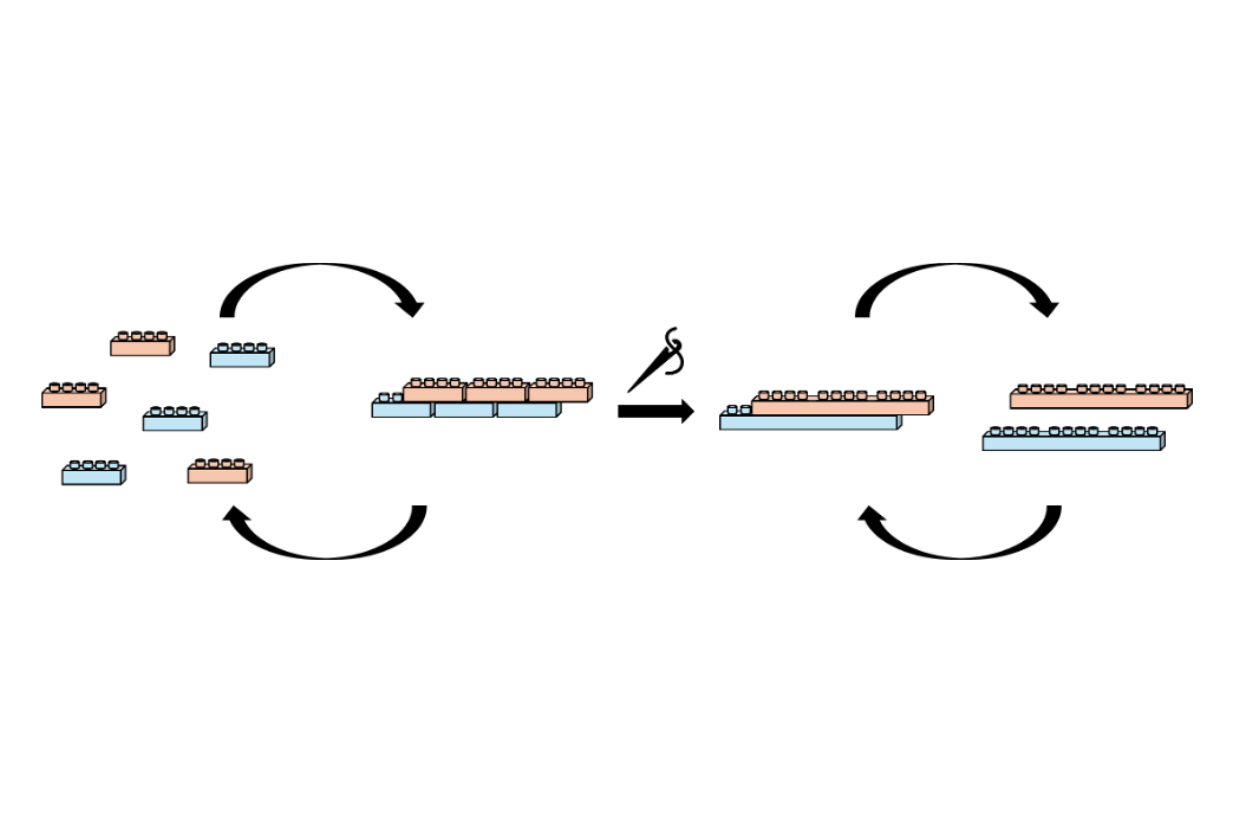 short-chained TORC oligomers