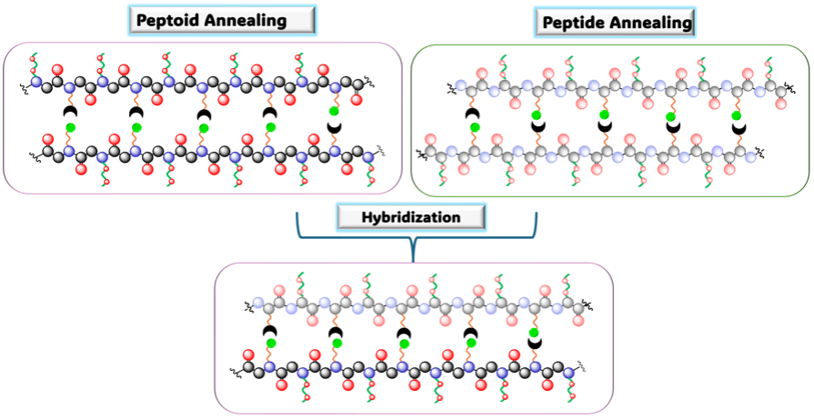 peptoid annealing